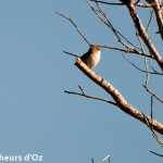 Birds 020