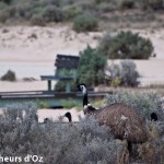 Emus 003