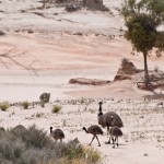 Emus 005