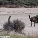 Emus 009