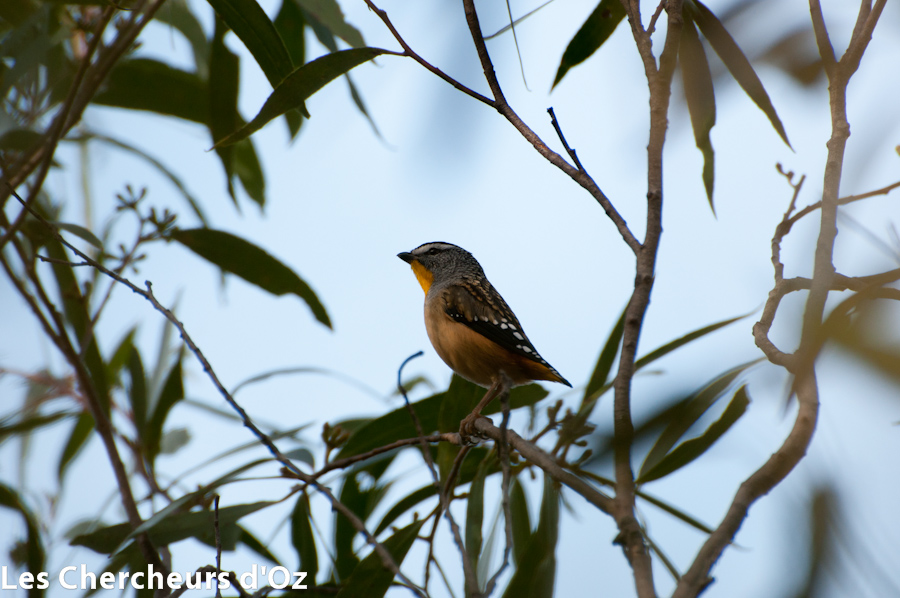 Spotted pardalote 001