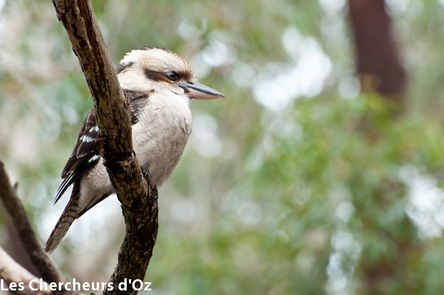 Kookaburra 001