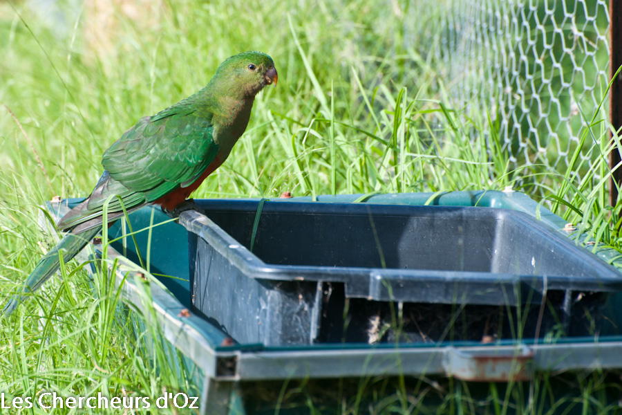 King Parrot 001