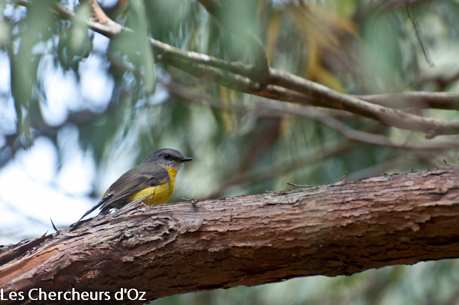 Southern Yellow Robin 001