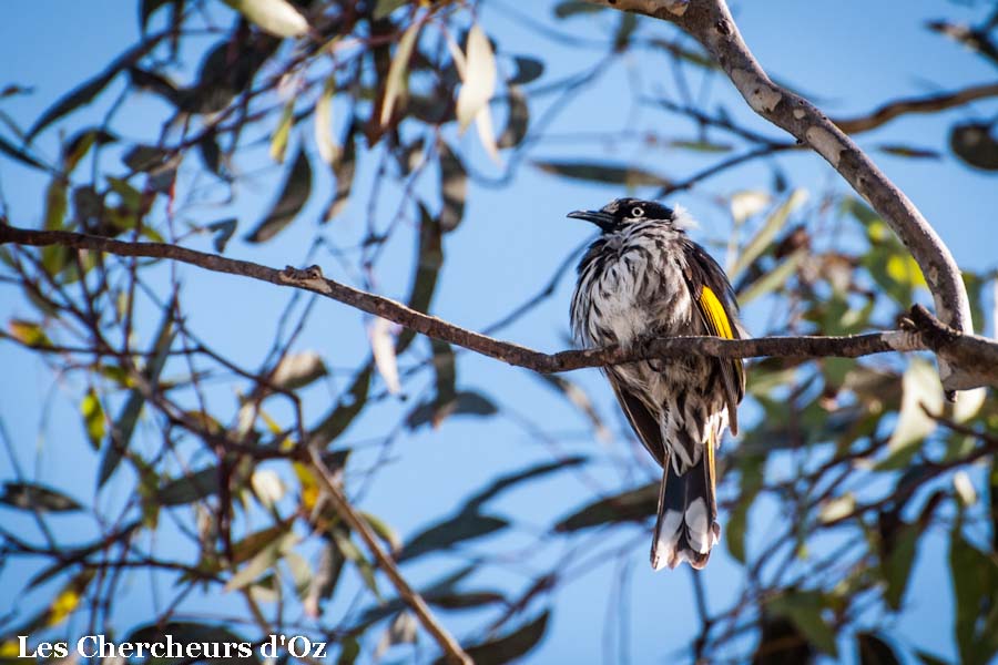 New Holland honey-eater-001