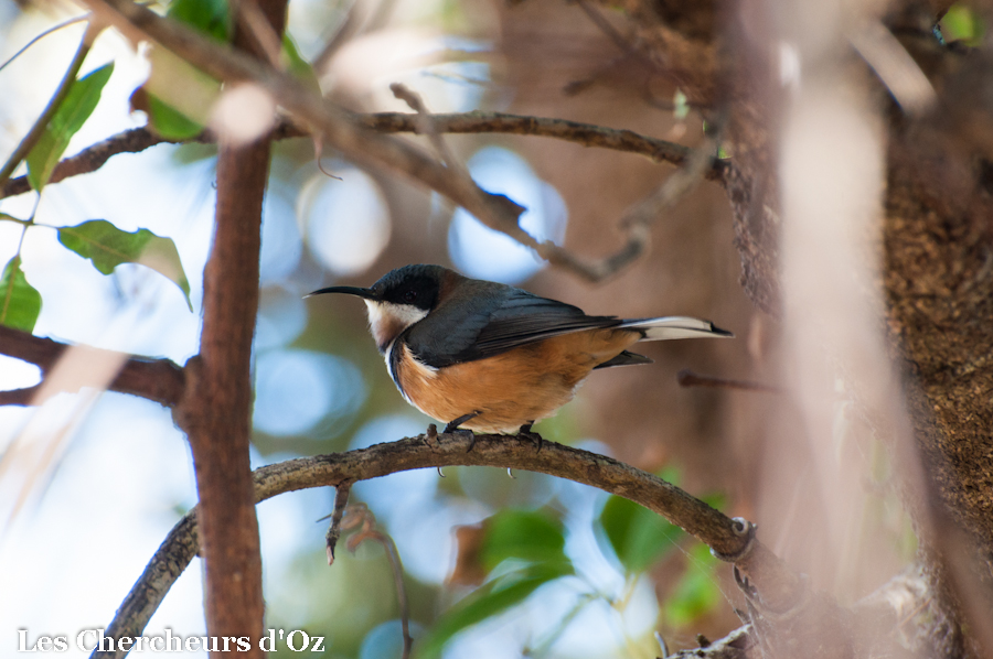 Eastern Spinebill-001-2