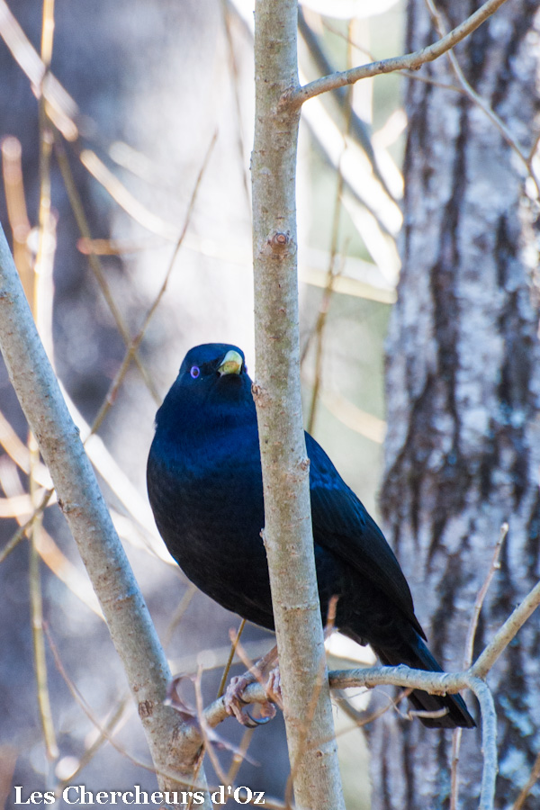 Satin Bower-bird-001