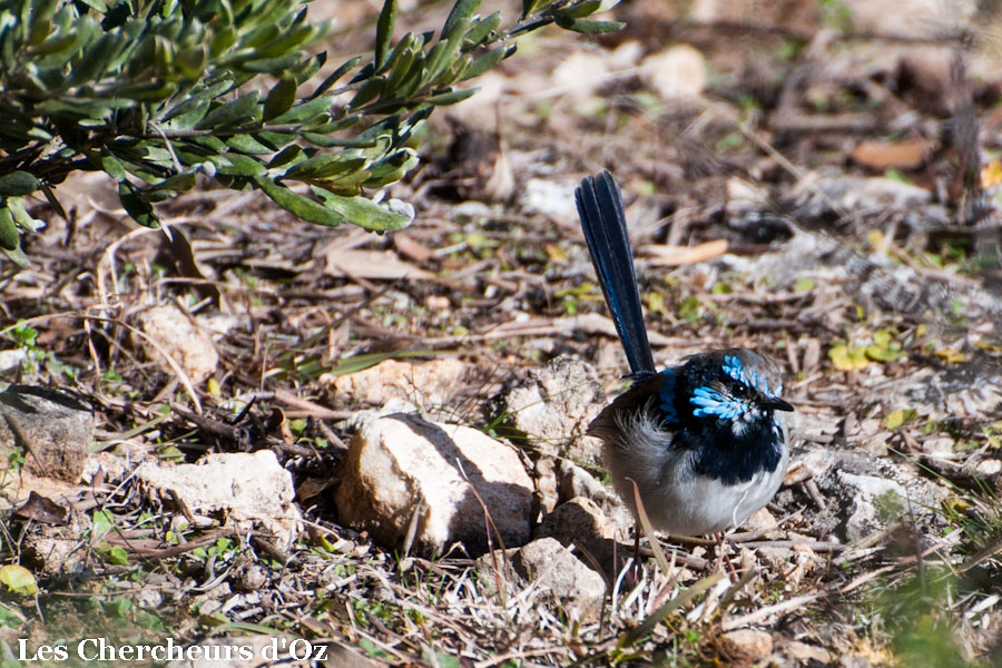 Fairy blu wren (again)