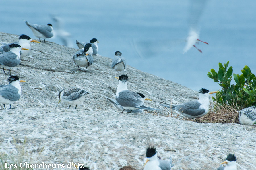 Crested terns - Montague Island