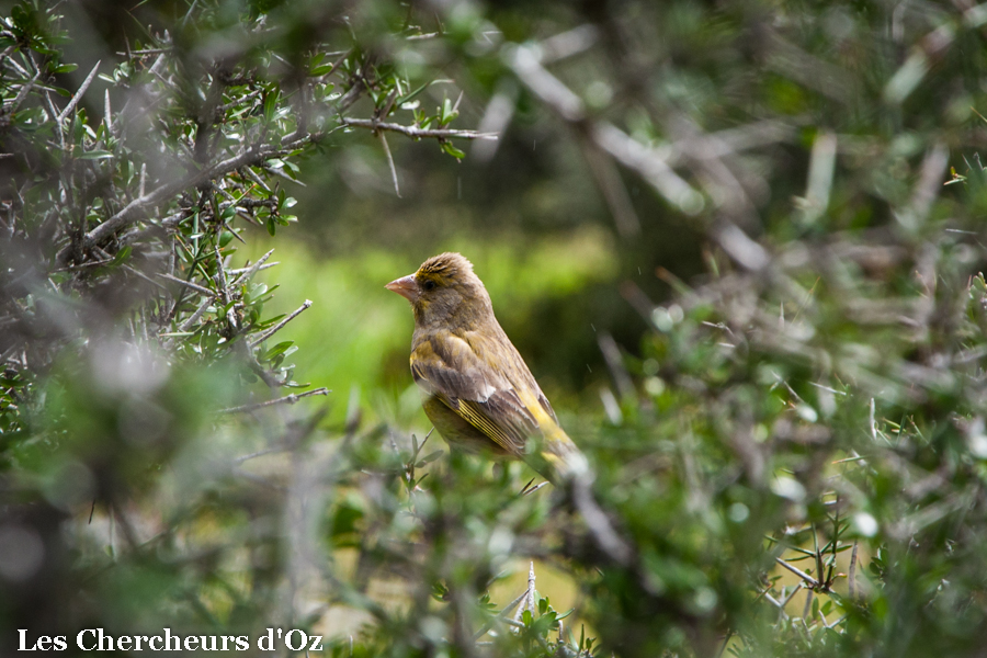 Greenfinch-001