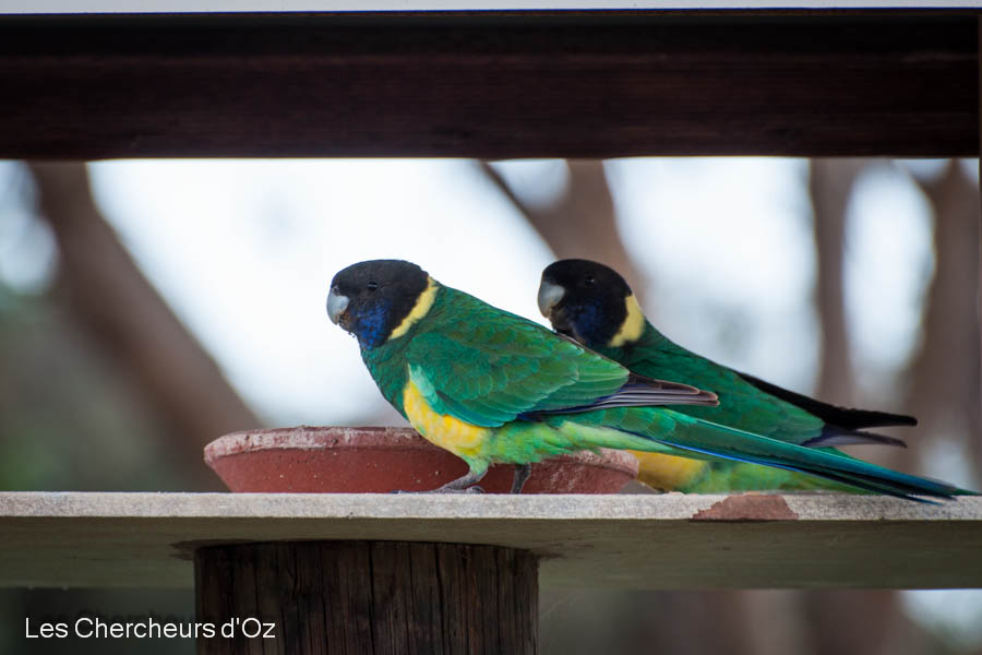 Port Lincoln Parrot-001