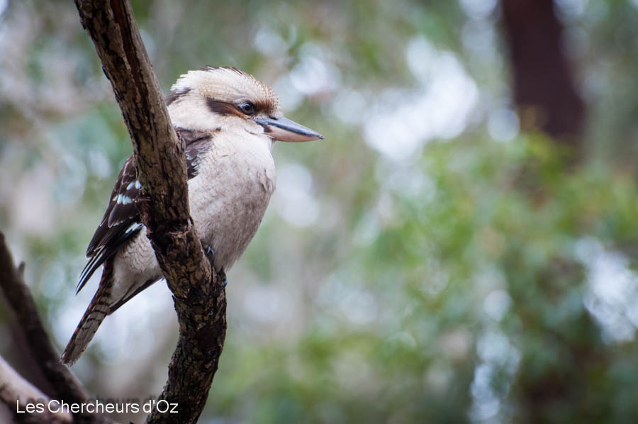 Blue-winged Kookaburra-001