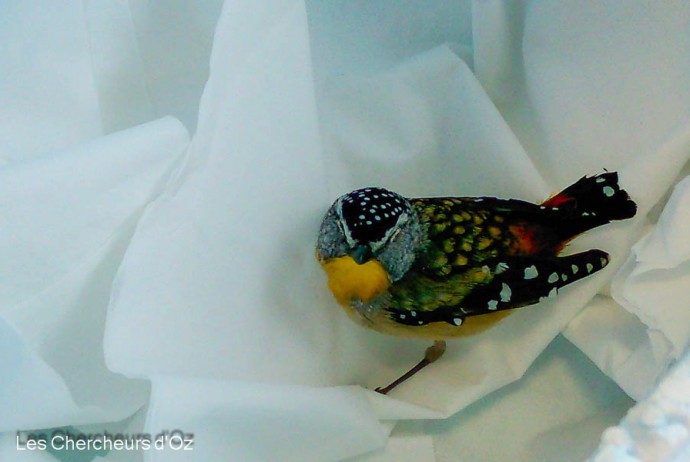 Spotted pardalote-001